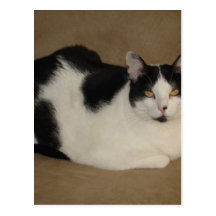 Chat sur un divan cartes postales