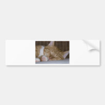 Chat tigré jaune adhésifs pour voiture