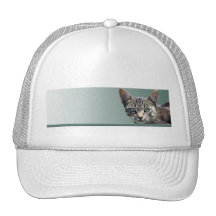 Chat tigré rayé avec les yeux verts casquettes