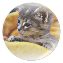Chaton adorable de bébé dans le plat couvrant assiette