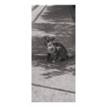Chaton de B&W Carte Double