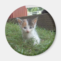 Chaton de ferme magnets