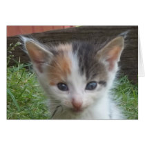 Chaton de ferme cartes