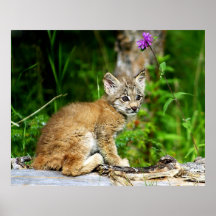 Chaton de Lynx de Canadien Posters