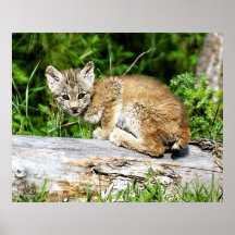 Chaton de Lynx de Canadien Affiches
