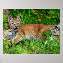 Chaton de Lynx de Sibérien dans le domaine Affiche