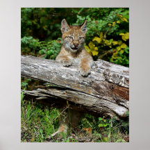 Chaton de Lynx de Sibérien Affiches