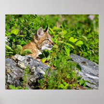 Chaton de Lynx de Sibérien Affiche