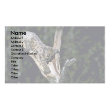 Chaton de semaine de Puma-six vieux vers le haut d Carte De Visite