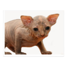 chaton mignon de sphynx cartes postales