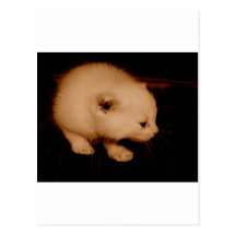 Chaton nouveau-né cartes postales