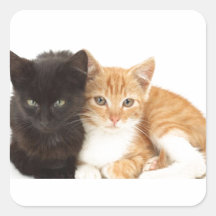 Chaton Sticker Carré