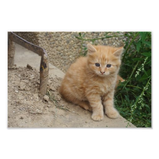 Chaton tigré orange mignon impression photo