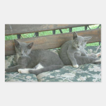 Chatons Adhésifs