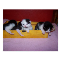 chatons dans la boîte carte postale