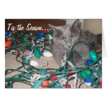chats 034, lumières embrouillées ! cartes de vœux