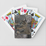 Chats jeux de cartes