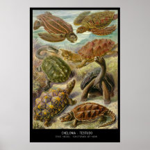 Chelonia-Testudo - Bord 89 - Kunstformen der Natur Afdruk