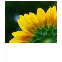 Chemise de tournesol t-shirt