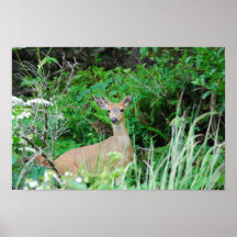 Cher Deer Affiche
