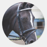 Cheval Adhésif