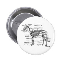 Cheval Badges Avec Agrafe