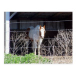 cheval carte postale