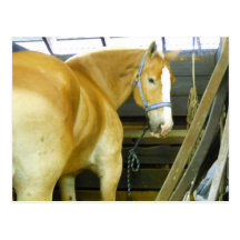 Cheval Cartes Postales