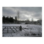 Cheval dans le domaine de Milou Cartes Postales