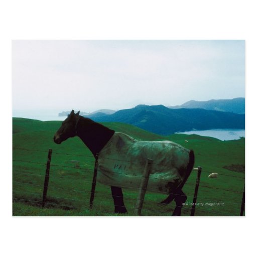 Cheval derrière la barrière cartes postales