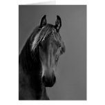 Cheval fauve carte de vœux