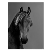 Cheval fauve carte postale