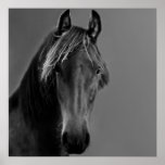 Cheval fauve posters