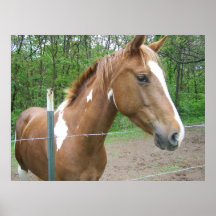 Cheval femelle posters