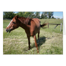 Cheval heureux cartes de vœux
