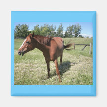 Cheval heureux magnets