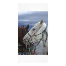 Cheval Photocartes