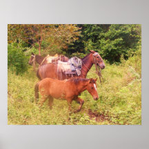 chevaux Amérique du Sud Posters