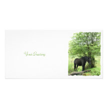 CHEVAUX CARTES AVEC PHOTO