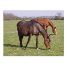 Chevaux - Chevaux Cartes Postales