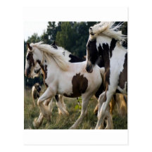 CHEVAUX NOIR ET BLANC 1.PNG CARTE POSTALE