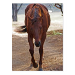 Chevaux venant à la maison carte postale