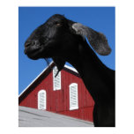 Posters animaux
