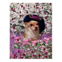 Chi de Chi en carte postale de fleurs - chiwawa