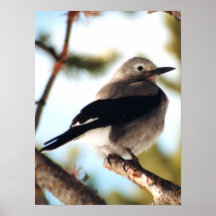 chickade poster