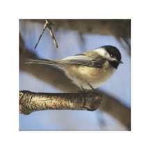 Chickadee Canvas Prints