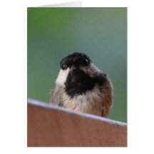 Chickadee curieux carte