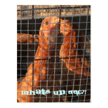 chickens4, ce qui est vers le haut de Doc. ? ! Carte Postale