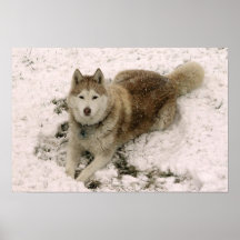 Chien 2 de neige posters