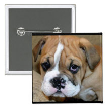 chien badges avec agrafe